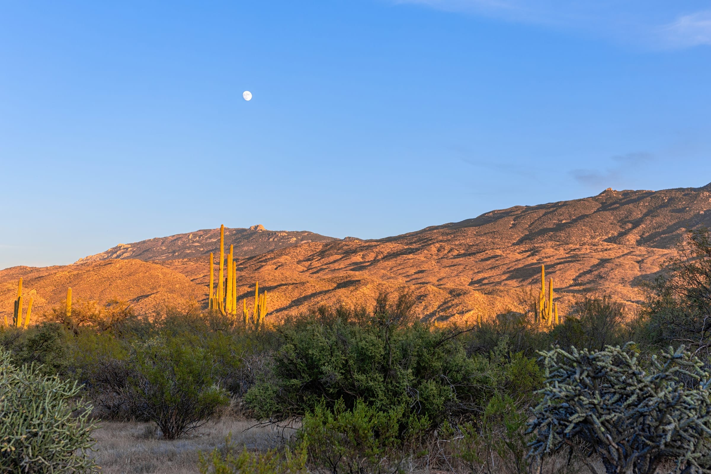 Flowing desert singletrack winding through the north Scottsdale foothills
