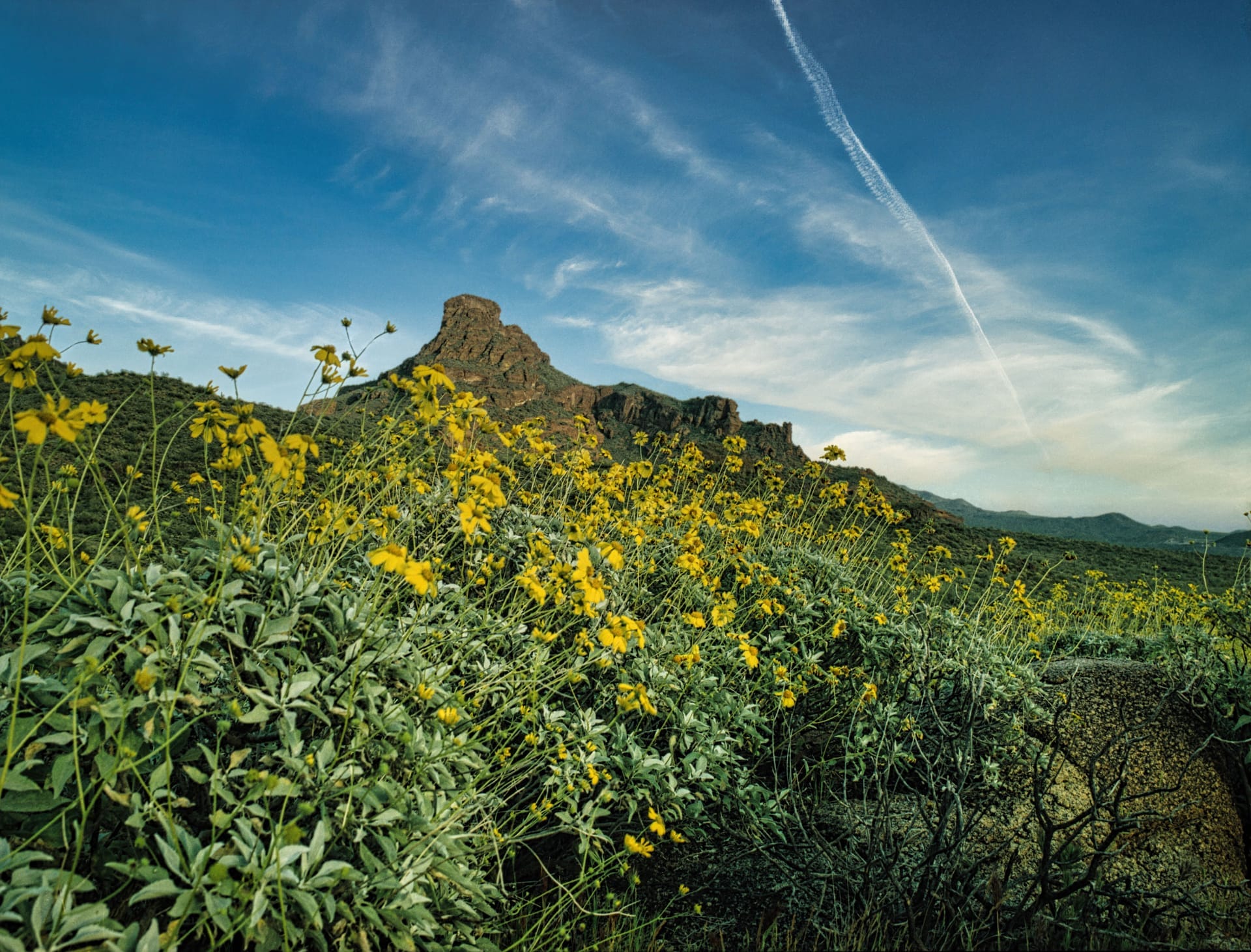 Vibrant wildflowers and rugged mountains under a bright sky in Arizona, USA — Paradise Valley, ZIP 85253