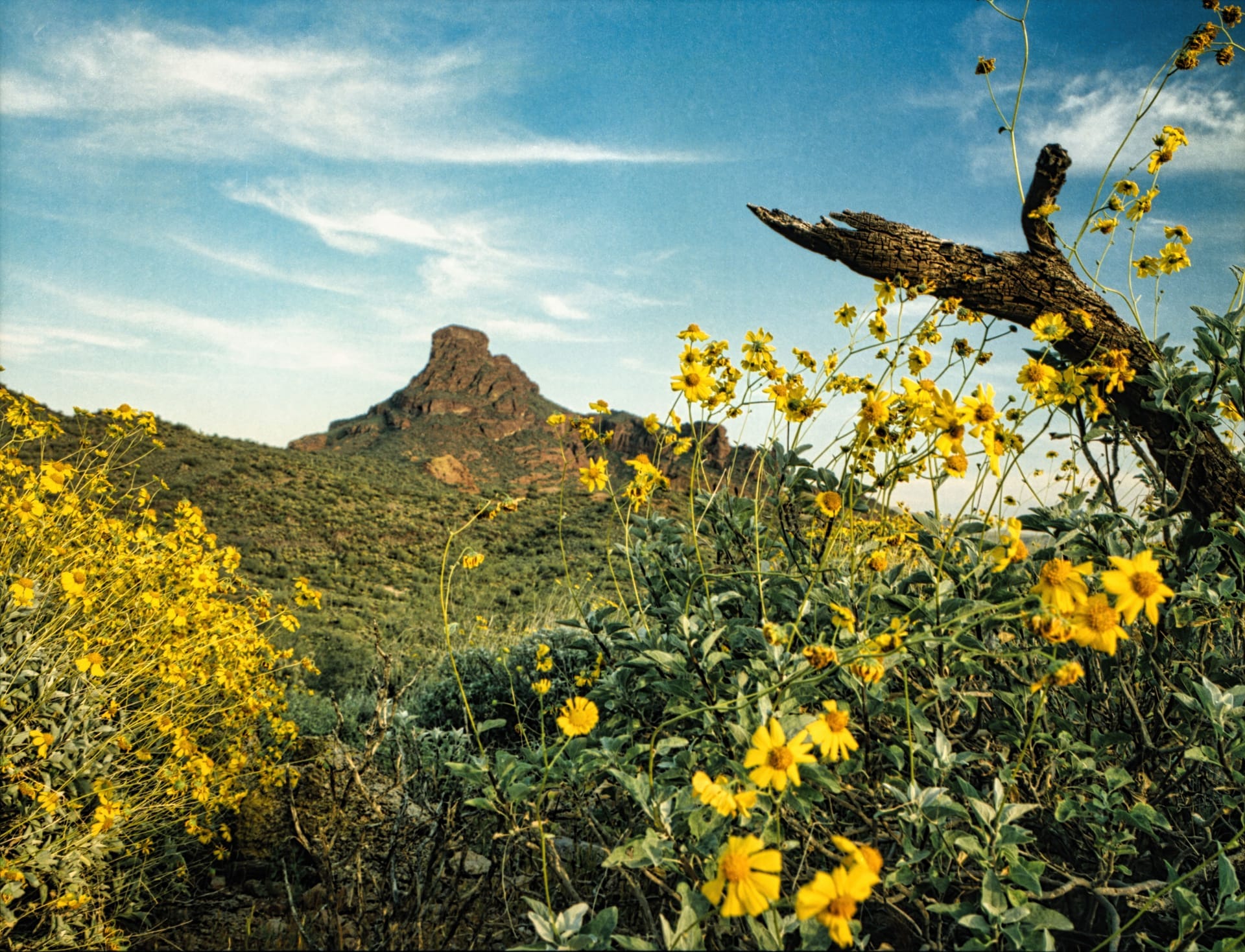 Yellow wildflowers with a mountain backdrop under a blue sky in Arizona — ZIP 85132