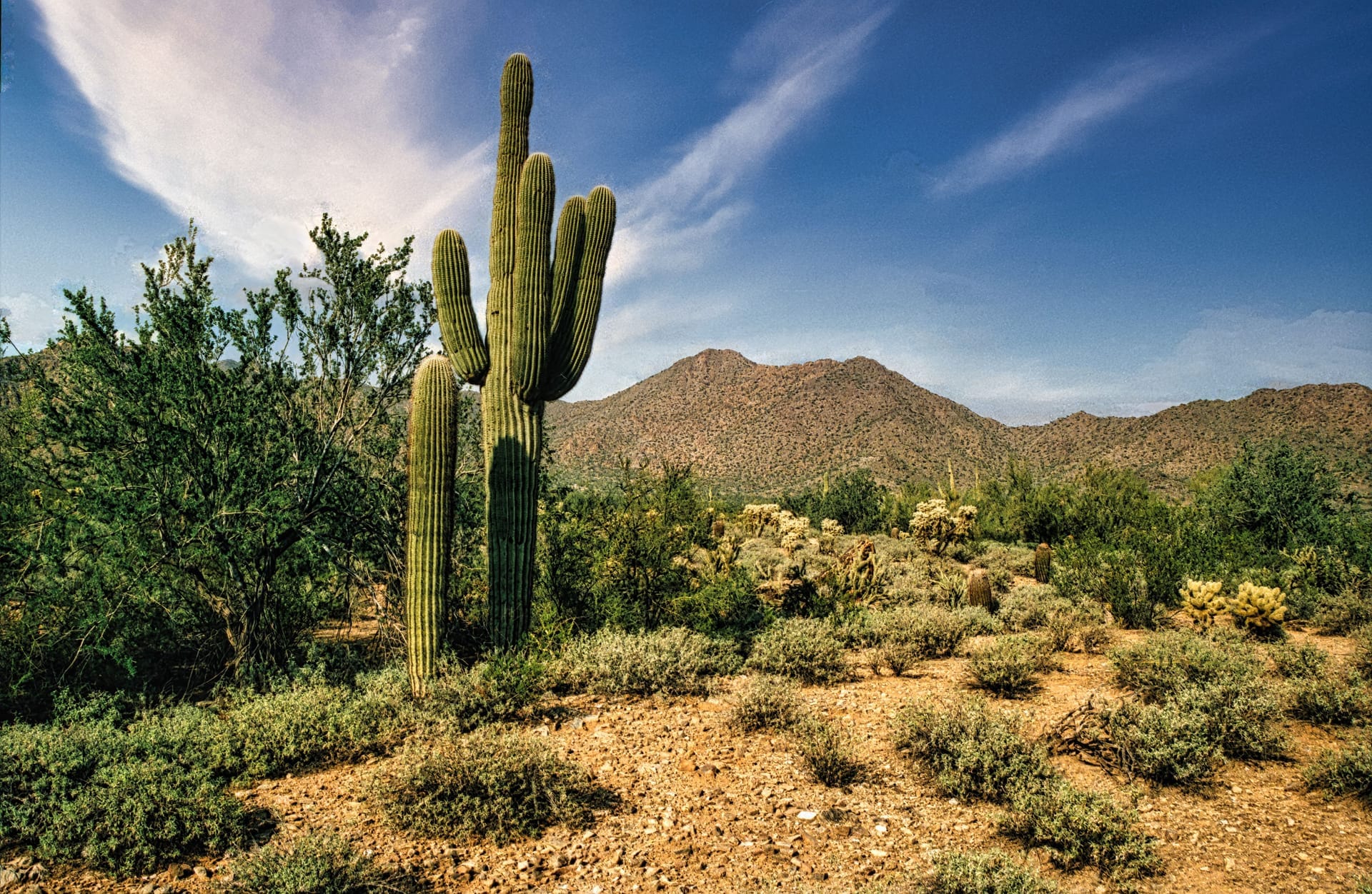 Scenic view of Arizona's desert landscape with cactus and hills under a clear sky — ZIP 85145