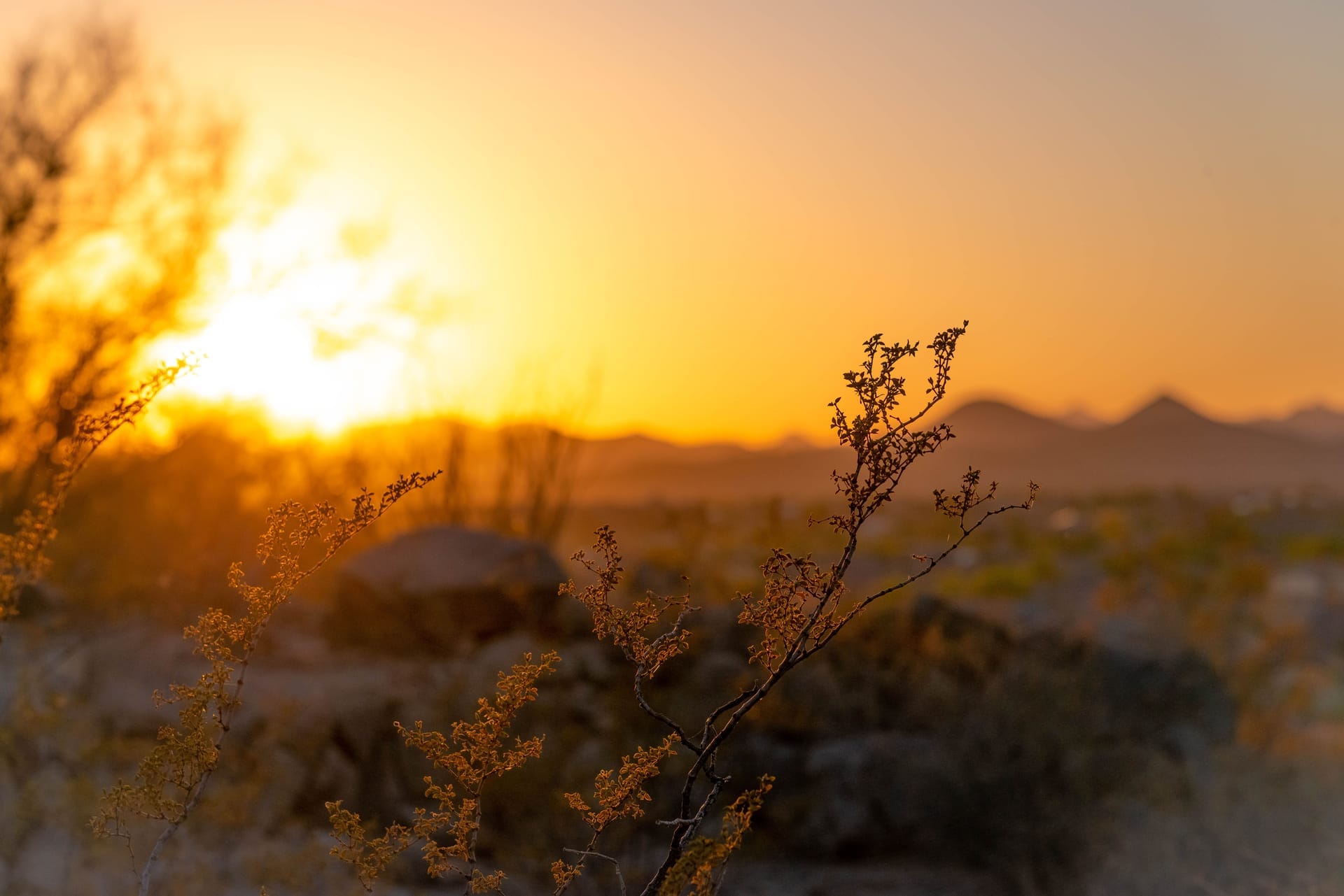 Serene sunset over the Arizona desert, capturing delicate plants and distant mountains — Fountain Hills / Rio Verde, ZIP 85263