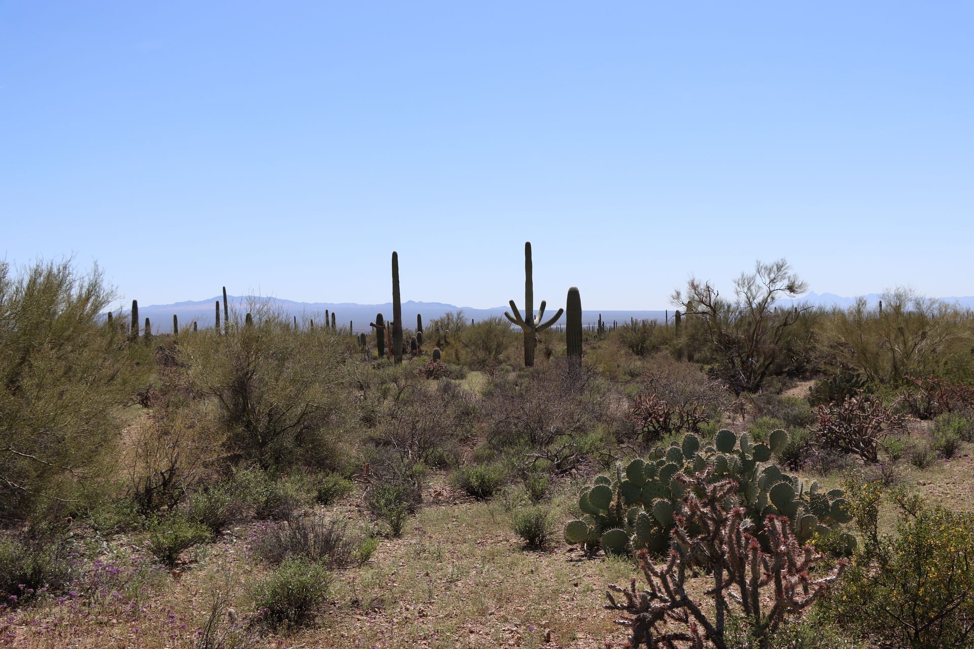 Expansive desert landscape featuring iconic saguaro cacti under a clear blue sky in Tucson, Arizona