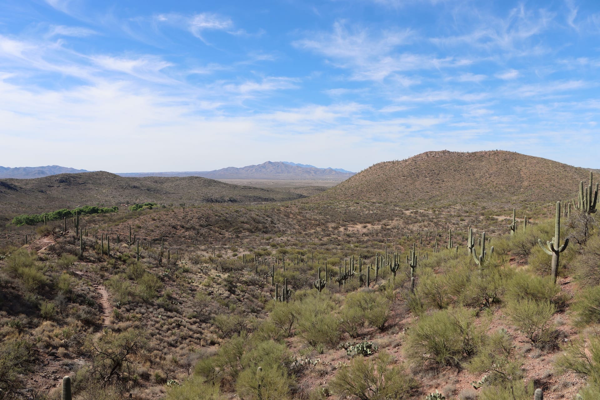 Expansive desert landscape with saguaro cacti under clear blue skies in Vail, Arizona