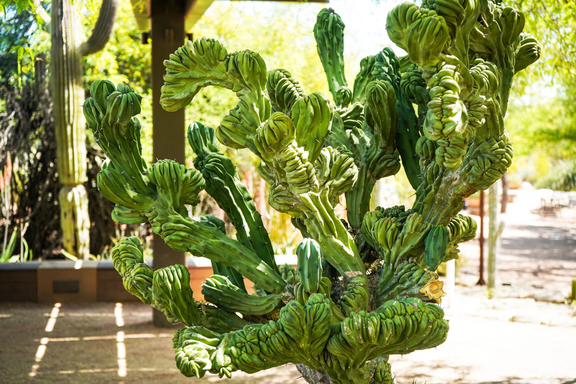 A vibrant crested cactus in a Phoenix desert garden, showcasing its unique form in bright daylight