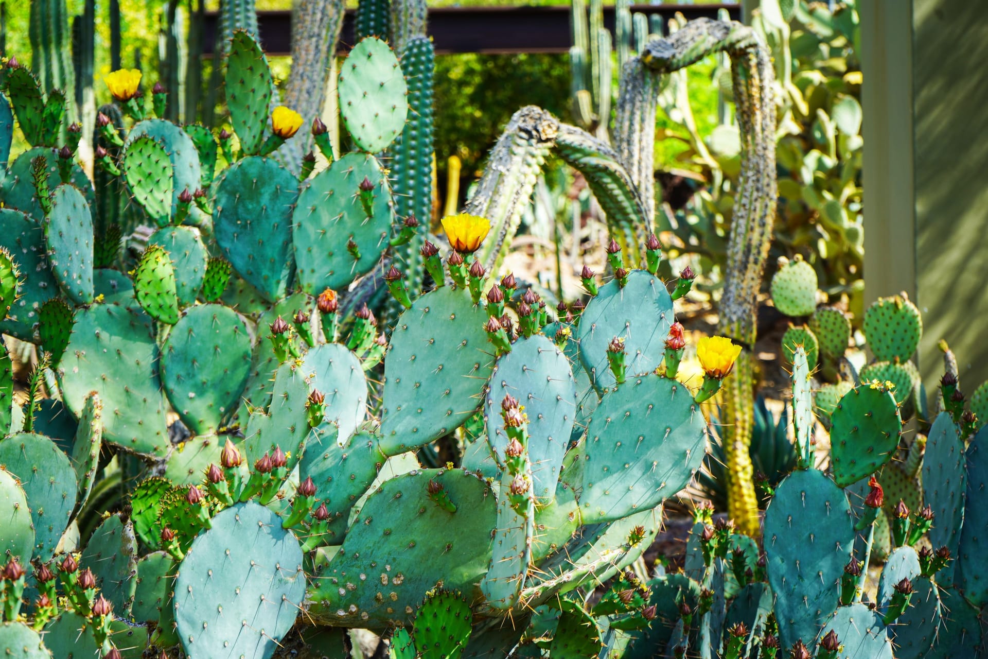 Bright blooming cacti captured in Phoenix, showcasing desert flora beauty