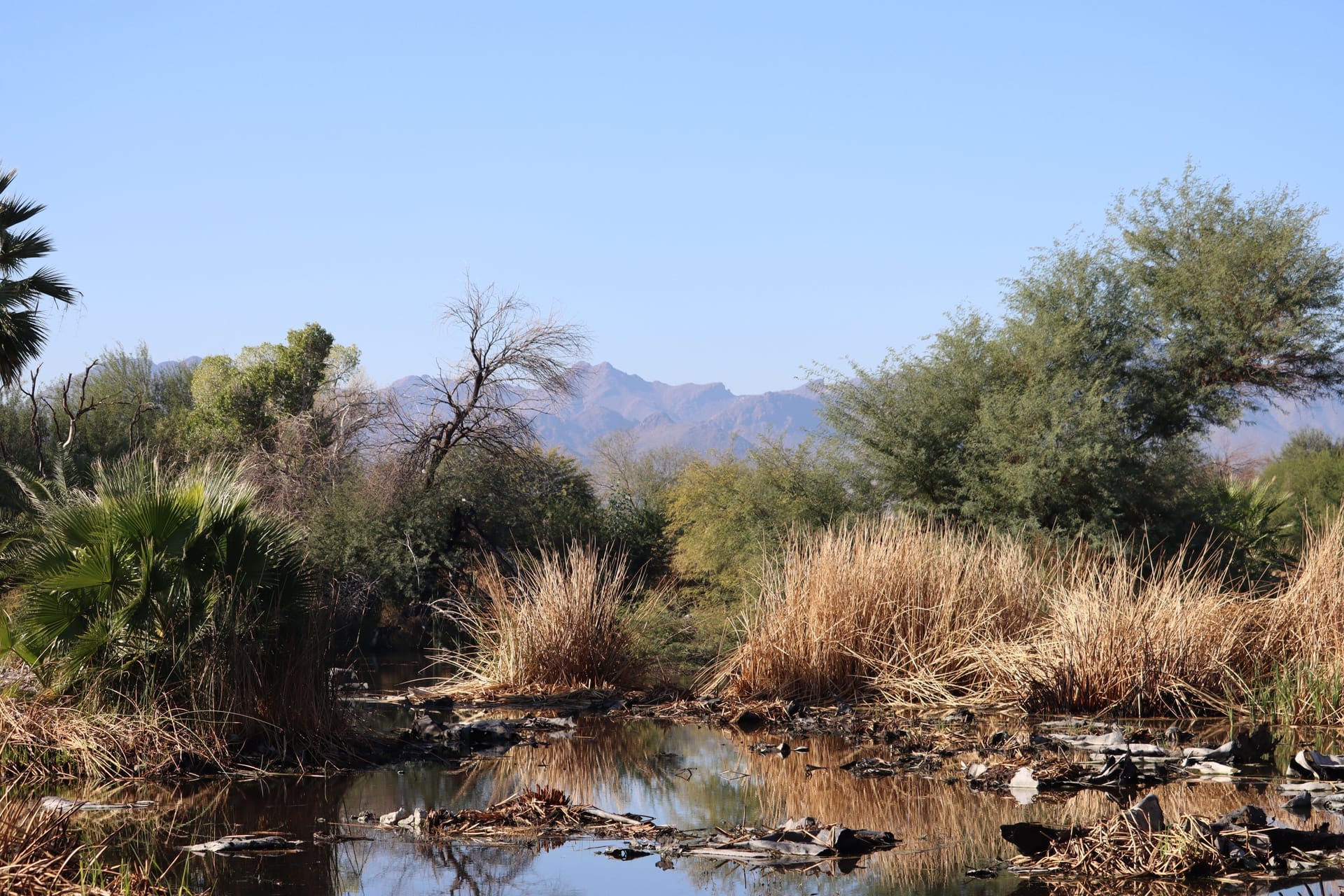 Tranquil landscape of desert vegetation and mountains in Tucson, Arizona, showcasing natural beauty