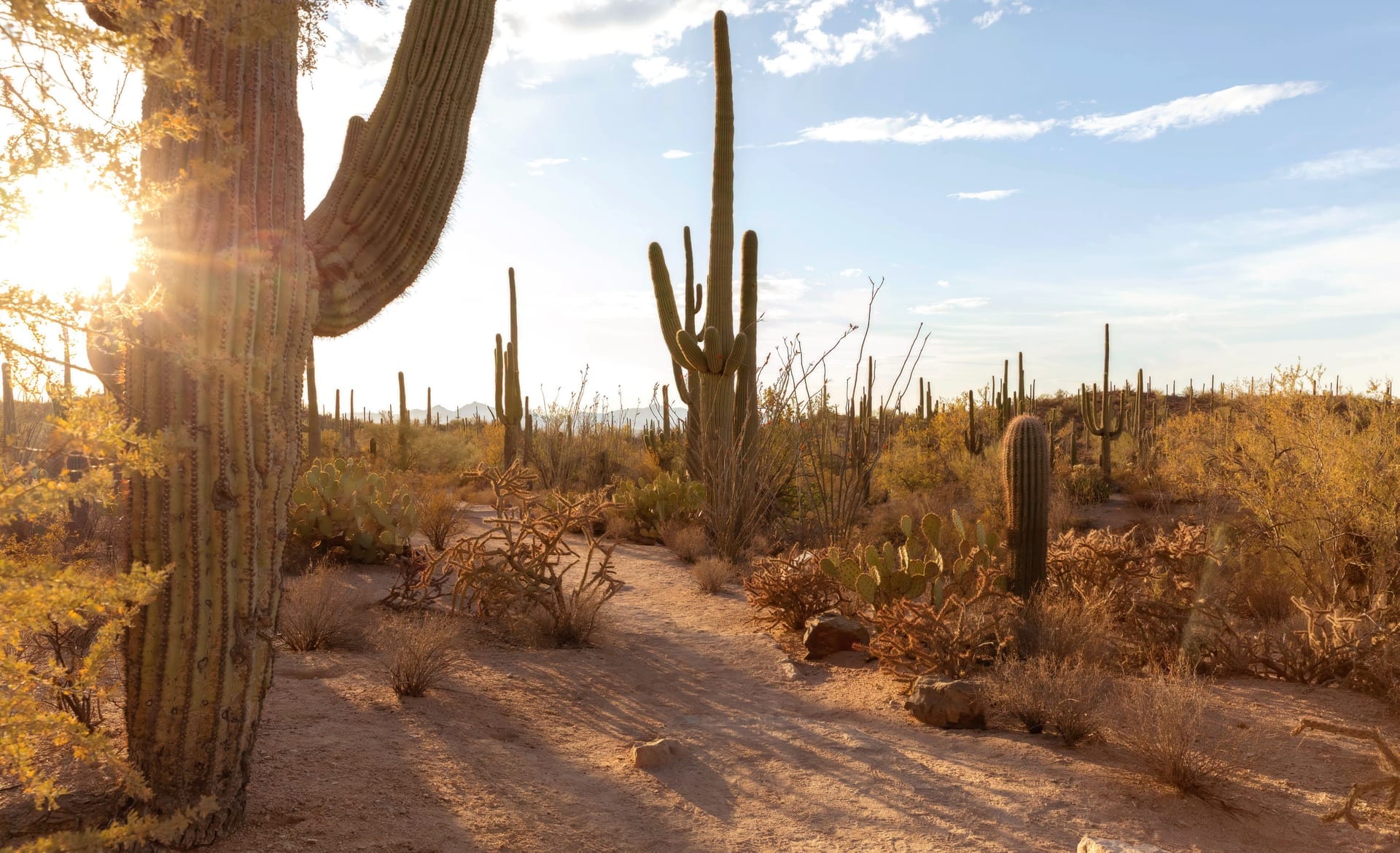 Sunlit desert scene in Arizona featuring majestic saguaro cacti at sunset, capturing natural beauty of the American Southwest — Paradise Valley, ZIP 85253