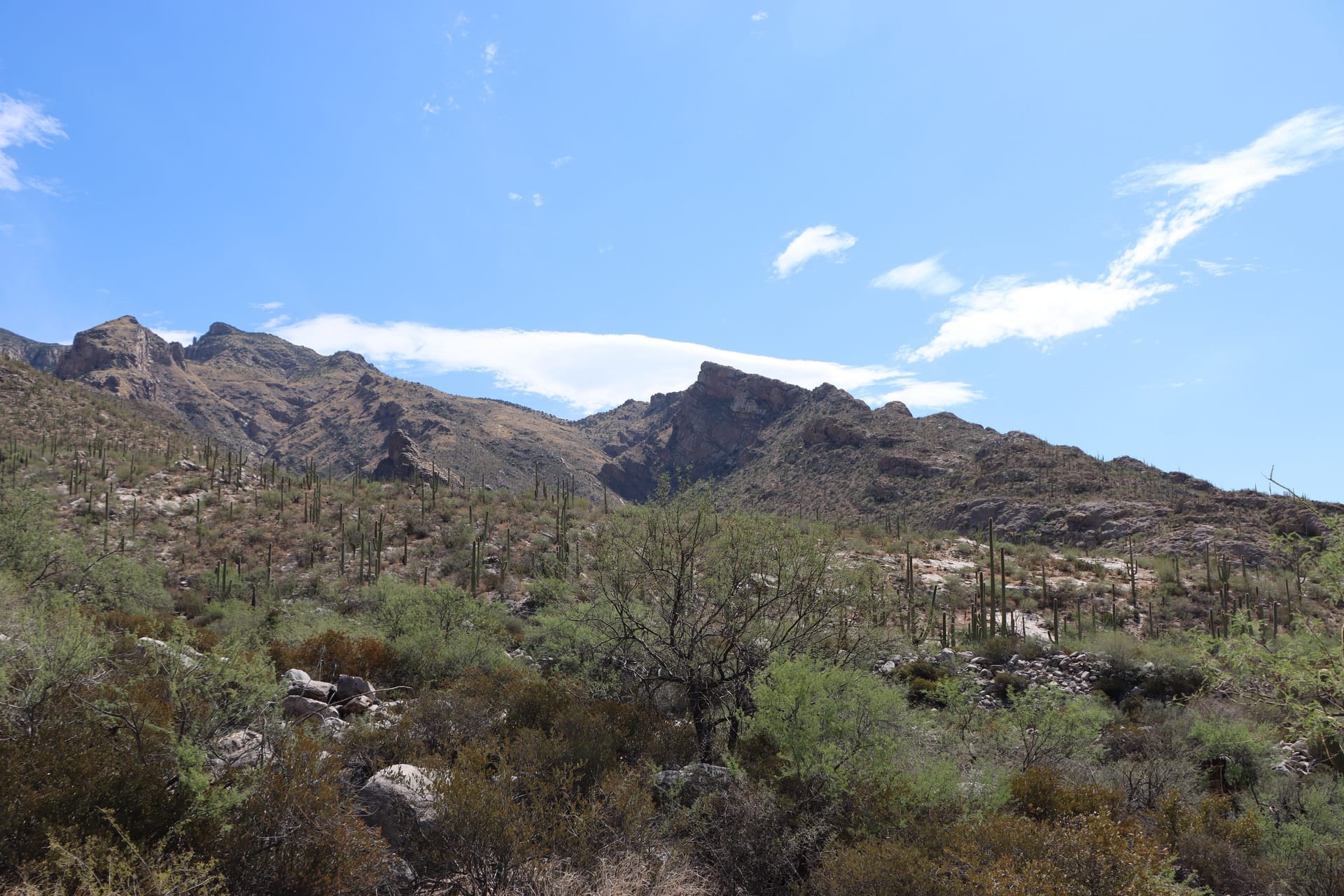 Panoramic shot of the rugged mountains and saguaros in Tucson, Arizona under a clear blue sky
