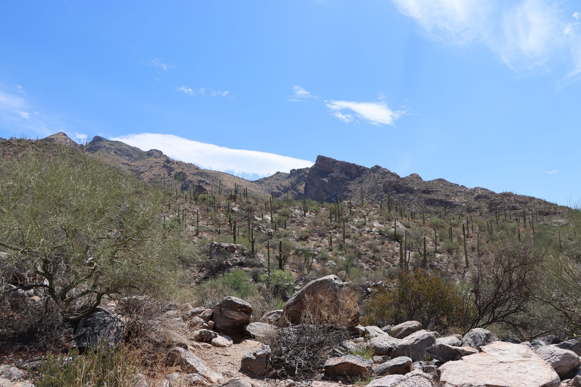 Explore the rugged terrain of Tucson's Sonoran Desert under a bright blue sky