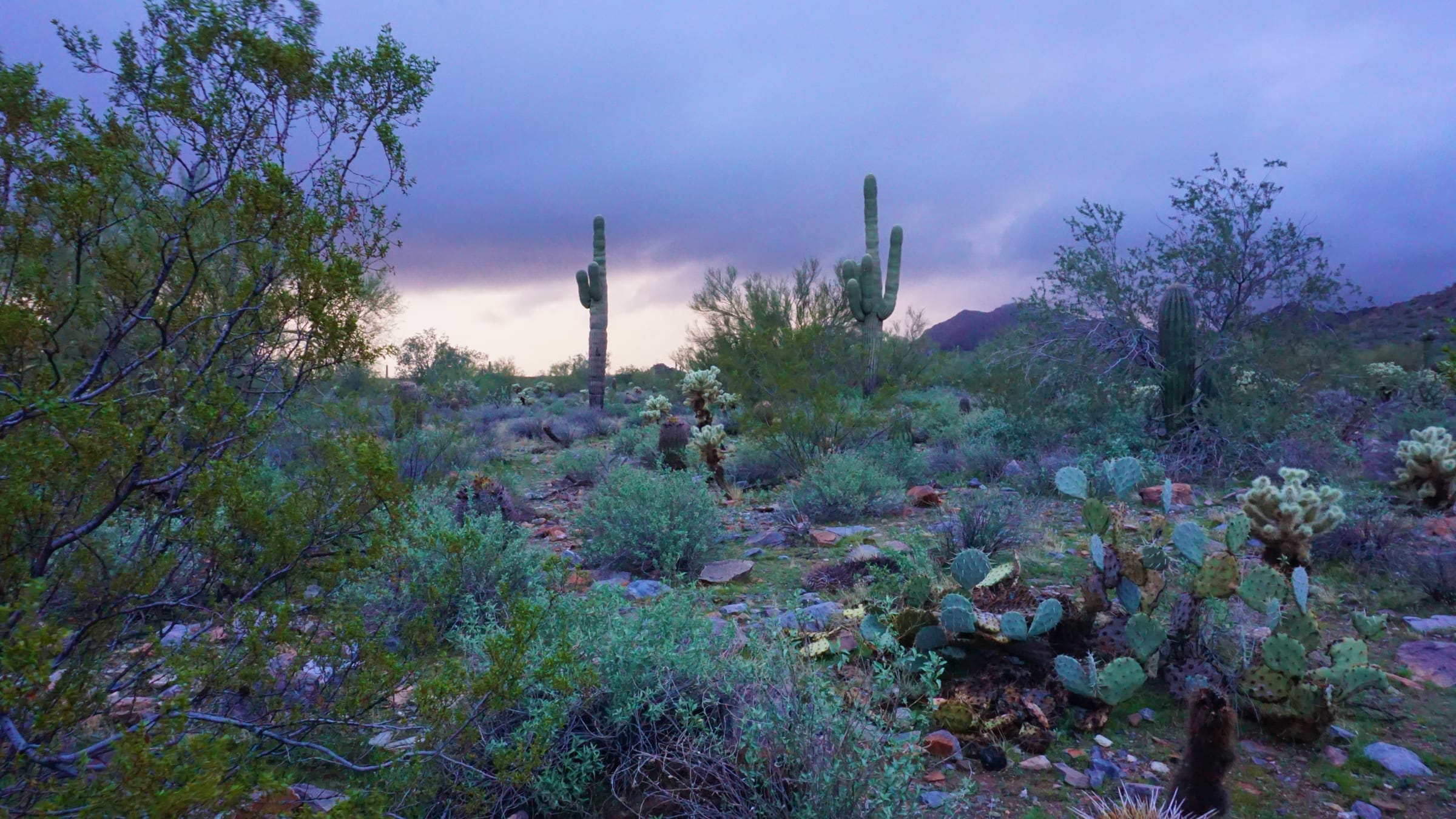 North Scottsdale luxury home and desert landscape