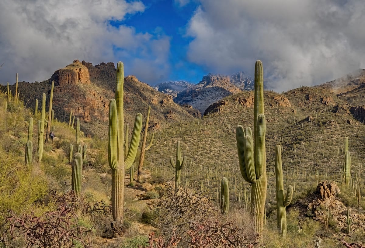 Silverleaf in North Scottsdale, where desirable homes still draw multiple offers