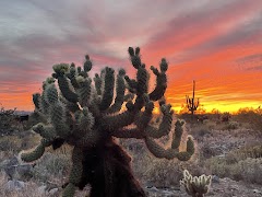 Trail Head Preserve - McDowell Mountains — State Park · 18333 N Thompson Peak Pkwy, Scottsdale