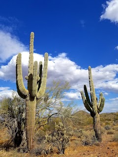 Desert Vista Trailhead — Hiking Area · 1901 W Desert Vista Trail, Phoenix